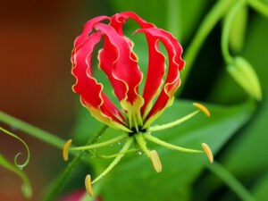 State Flower of Tamil Nadu - Gloriosa lily (Gloriosa superba) (Sengkaanthal செங்காந்தள்)