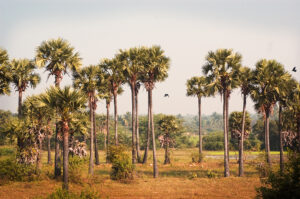 State tree of Tamil Nadu - Palm tree, Borassus flabellifer, Doub Palm, Palmyra Palm, Tala or Tal Palm, Toddy Palm, Wine Palm or Ice Apple