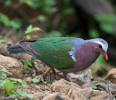 State bird of Tamil Nadu - Emerald dove - Chalcophaps indica - Maragatha Puraa